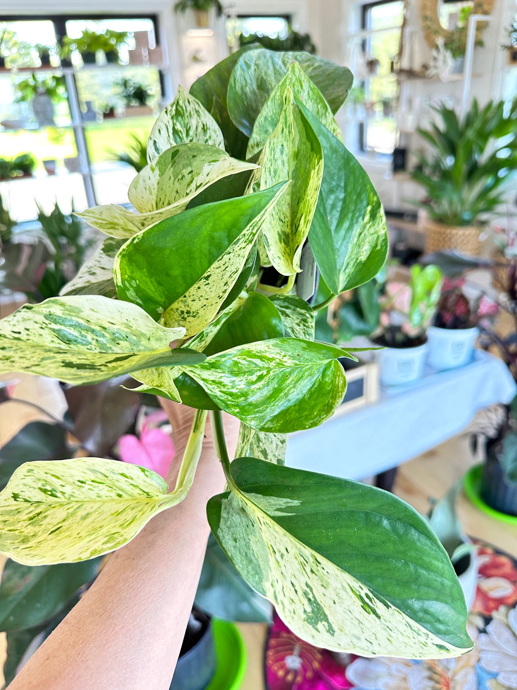 epipremnum marble queen