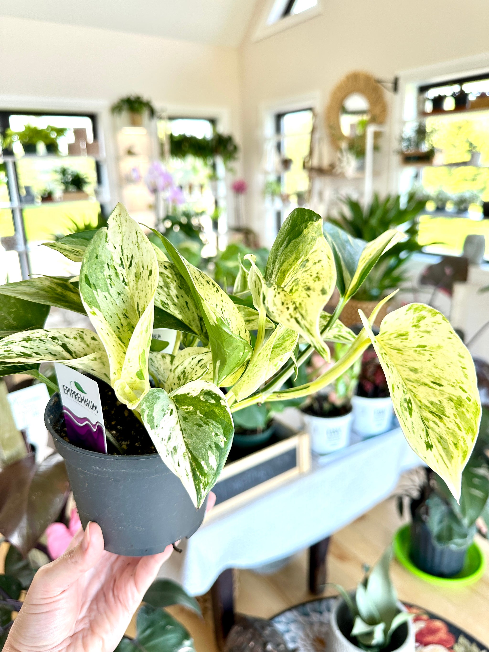 epipremnum marble queen