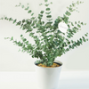 eucalyptus gunnii glacier in white pot
