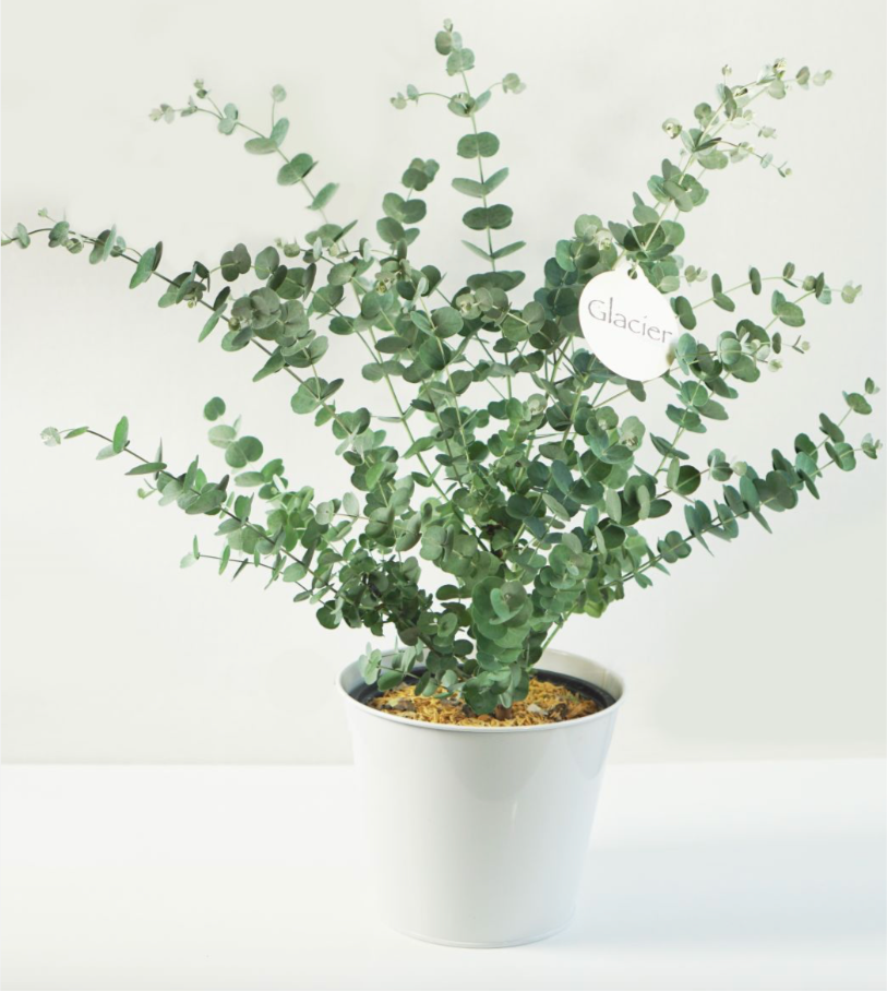 eucalyptus gunnii glacier in white pot