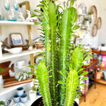 euphorbia trigona 