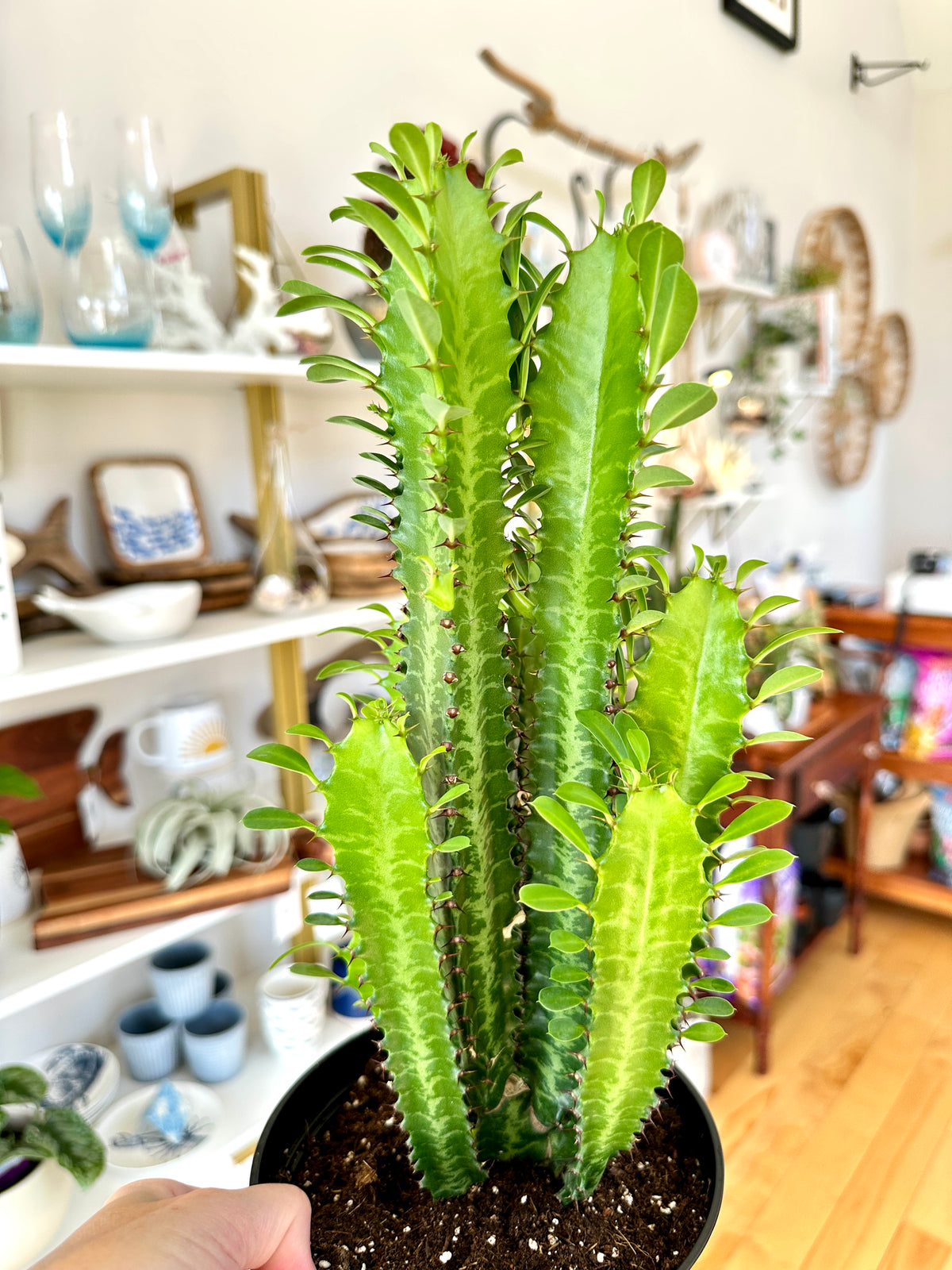 euphorbia trigona 