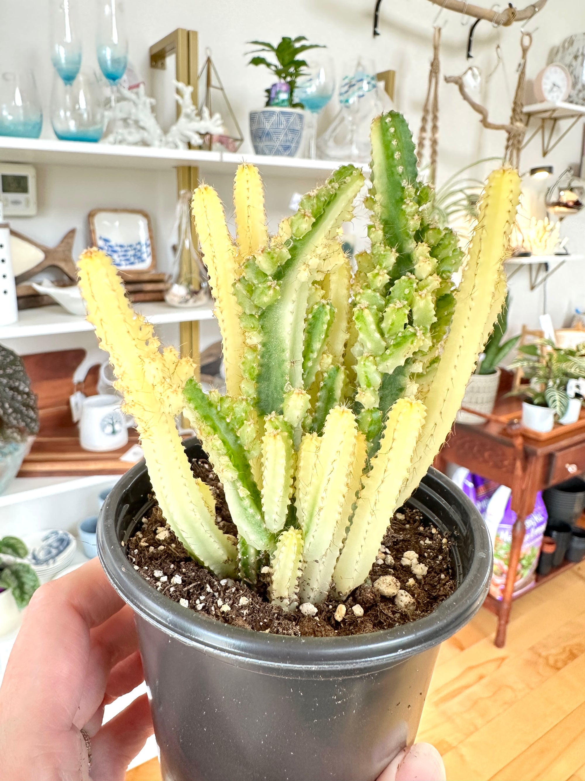 fairy castle cactus var