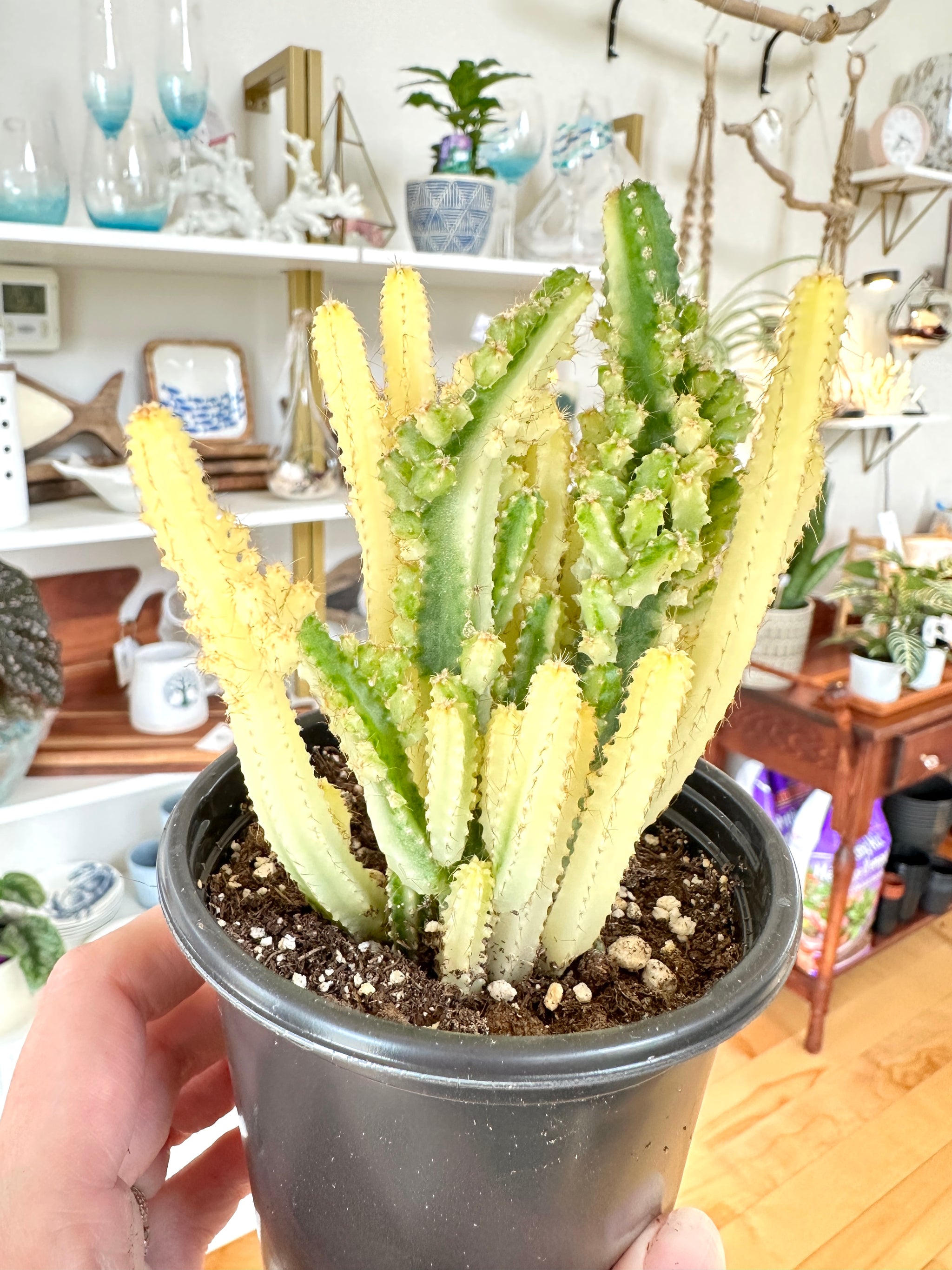 fairy castle cactus var