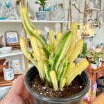 fairy castle cactus var