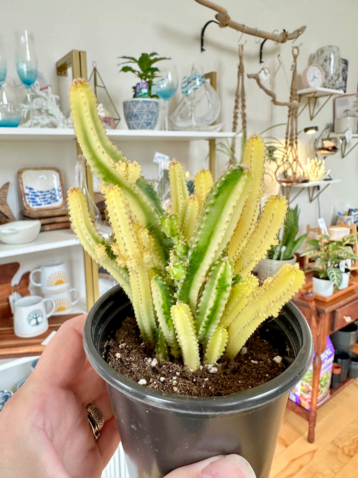 fairy castle cactus var