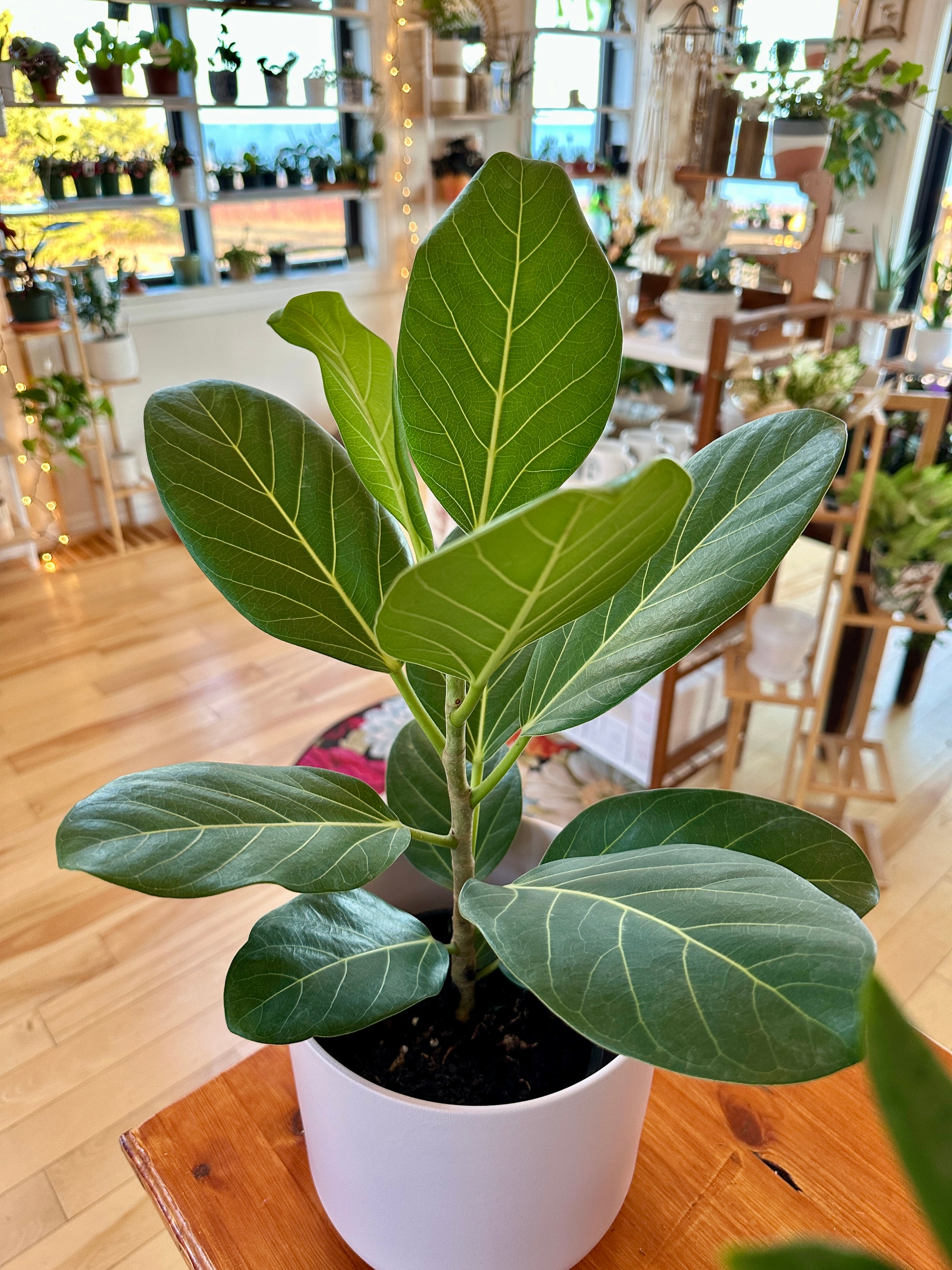 ficus audrey