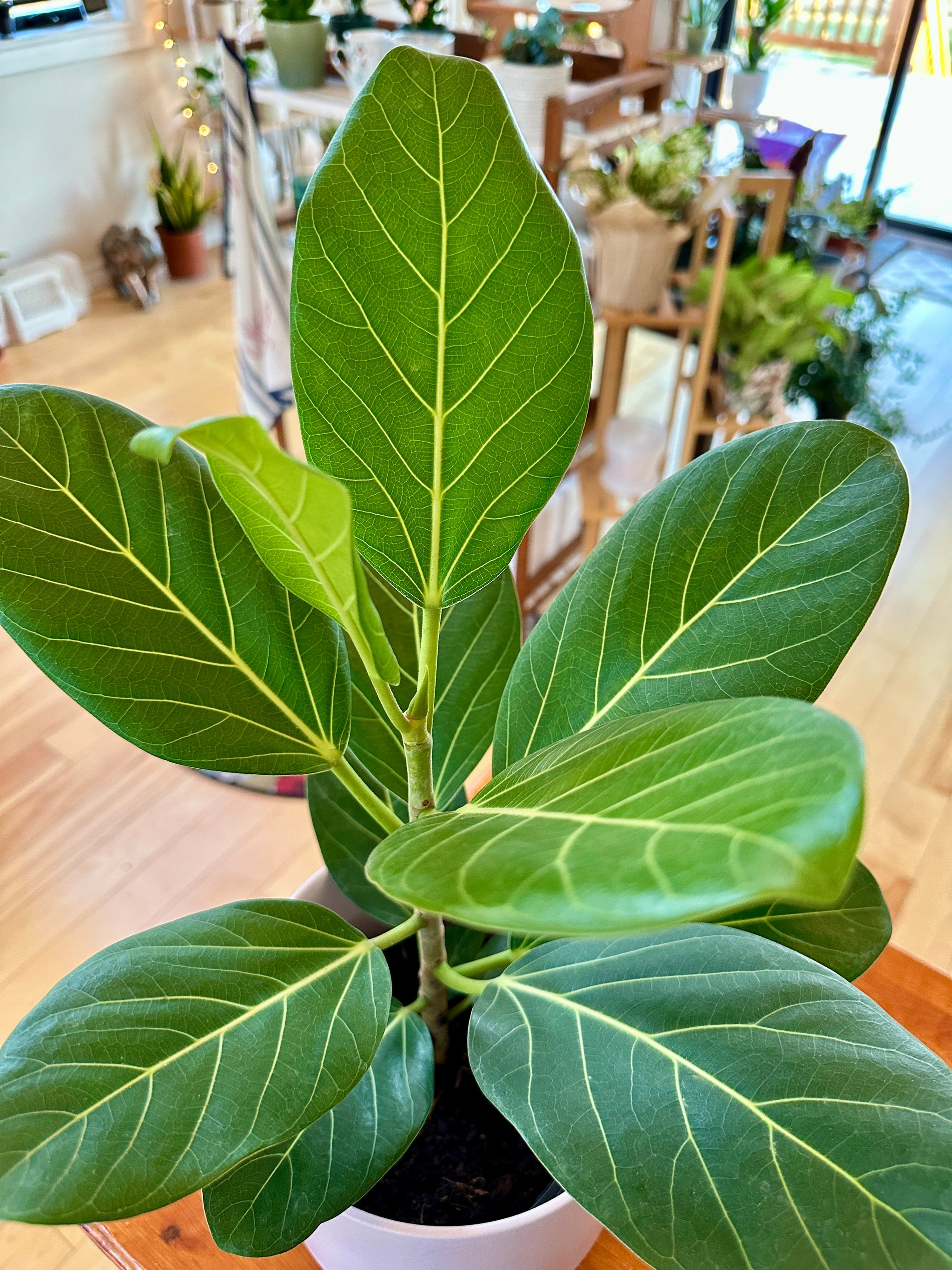 ficus audrey