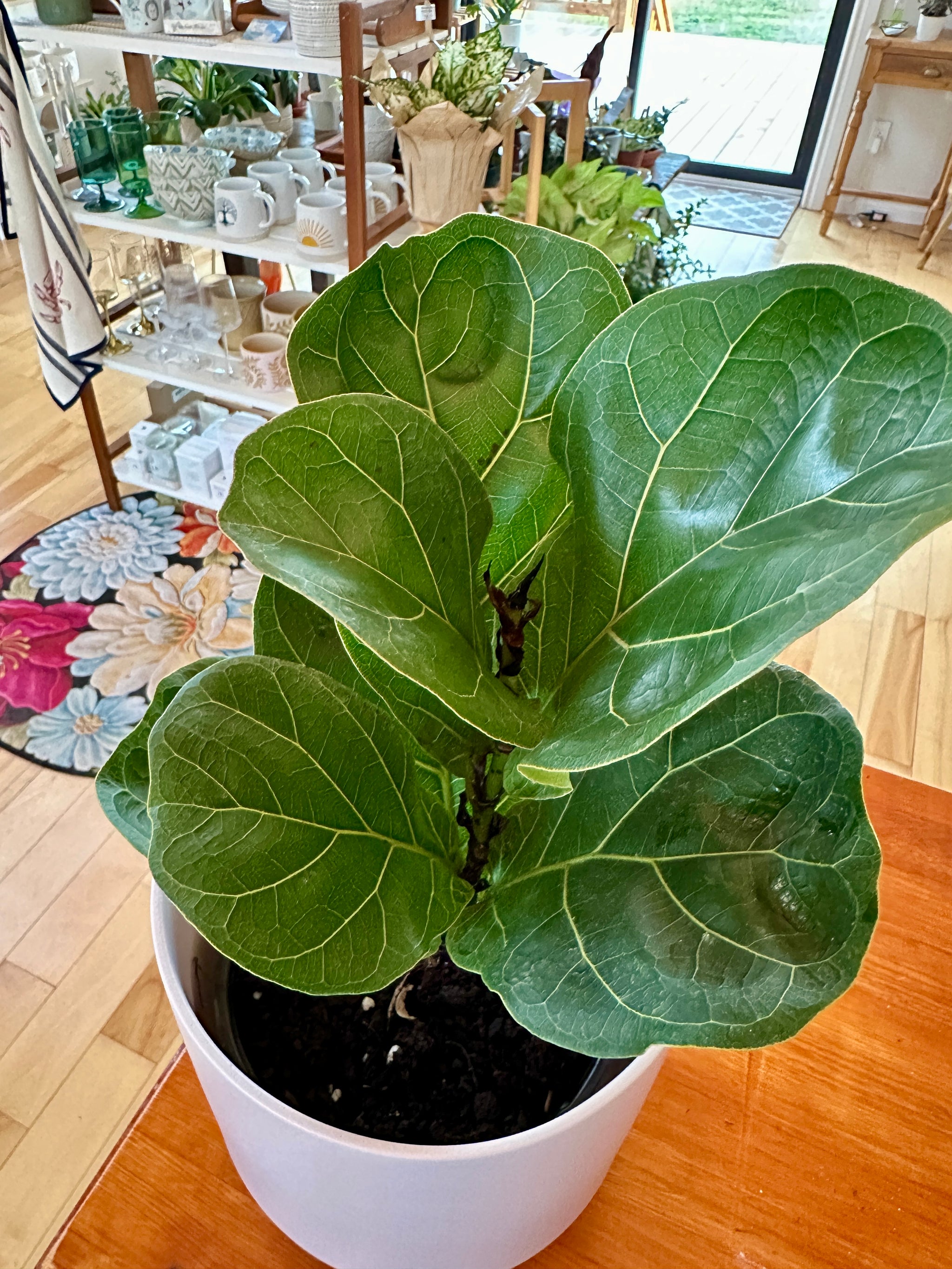 ficus lyrata little fiddle