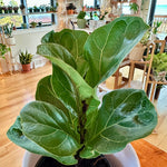 ficus lyrata little fiddle