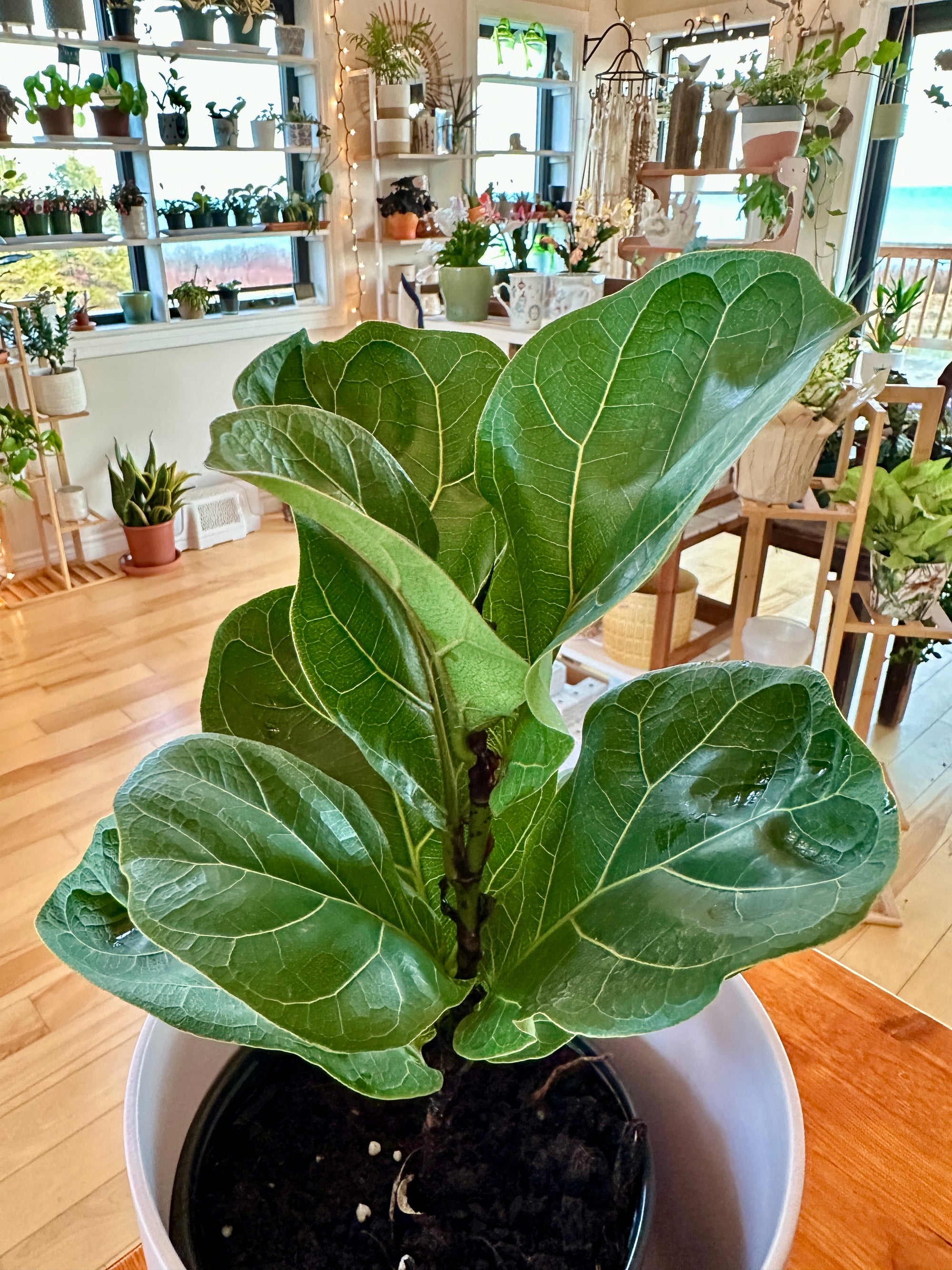 ficus lyrata little fiddle