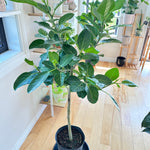 ficus audrey