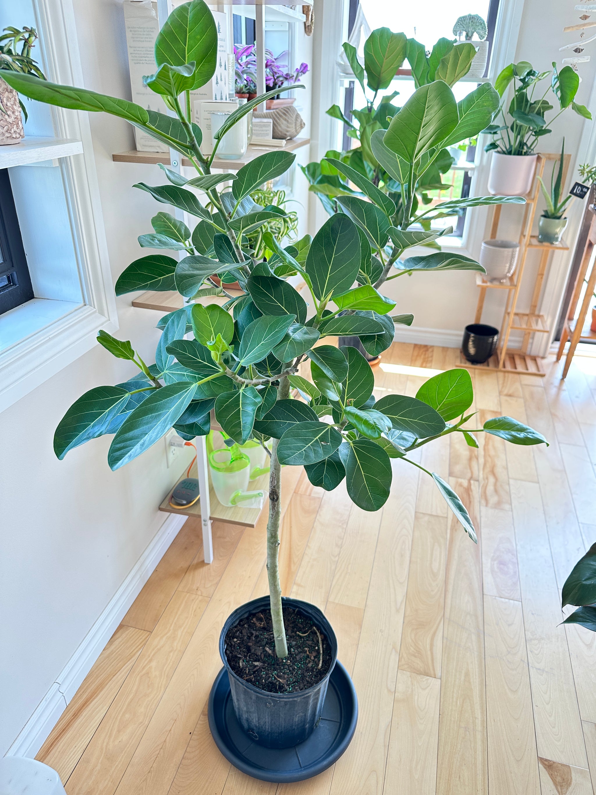 ficus audrey