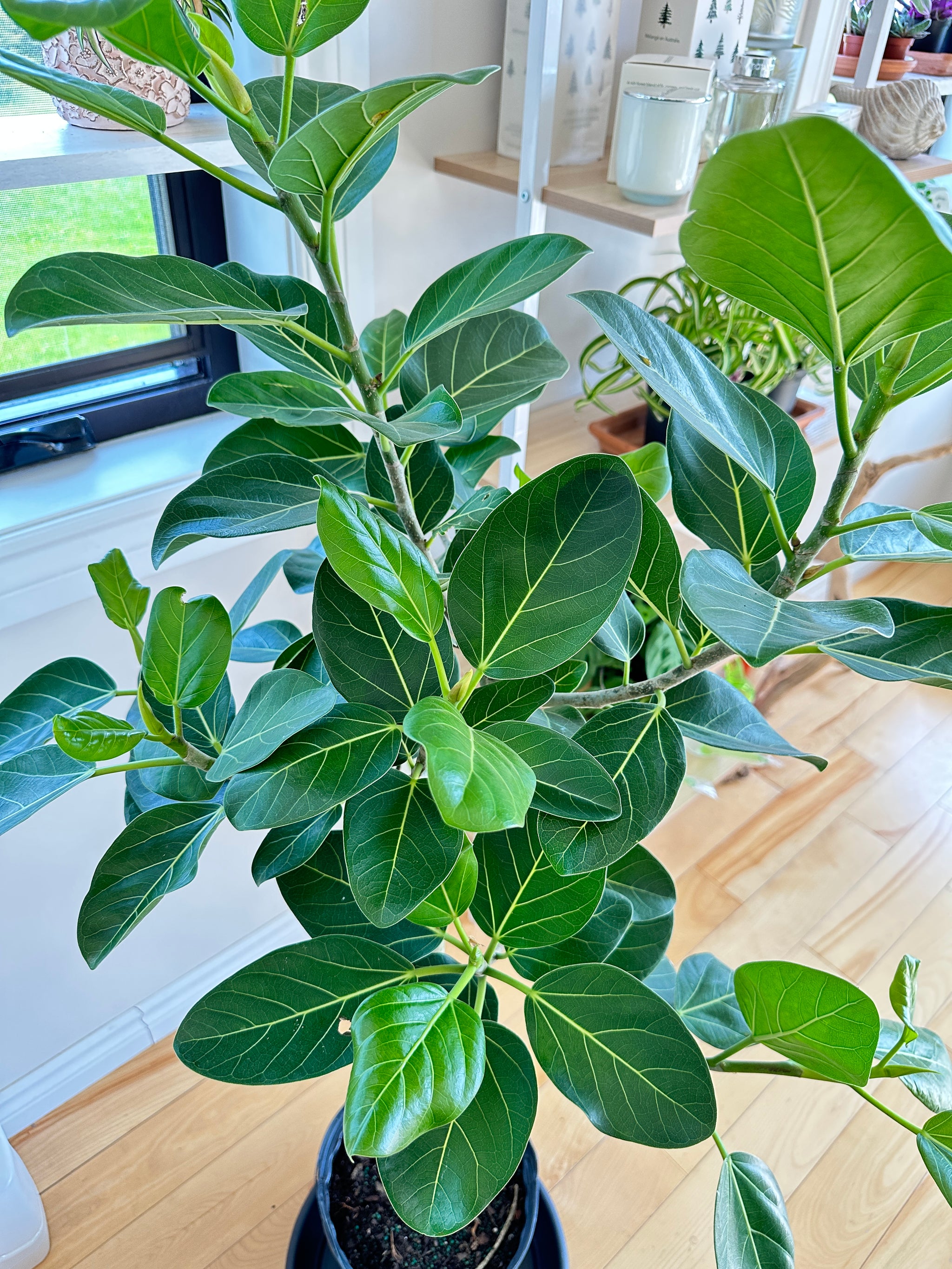 ficus audrey