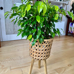 ficus benamina margarita.