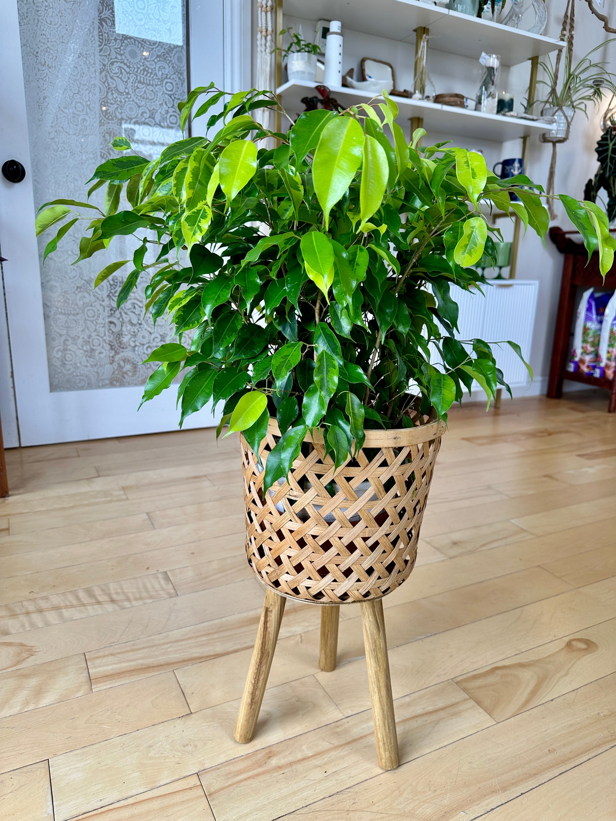 ficus benamina margarita.