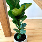 ficus lyrata