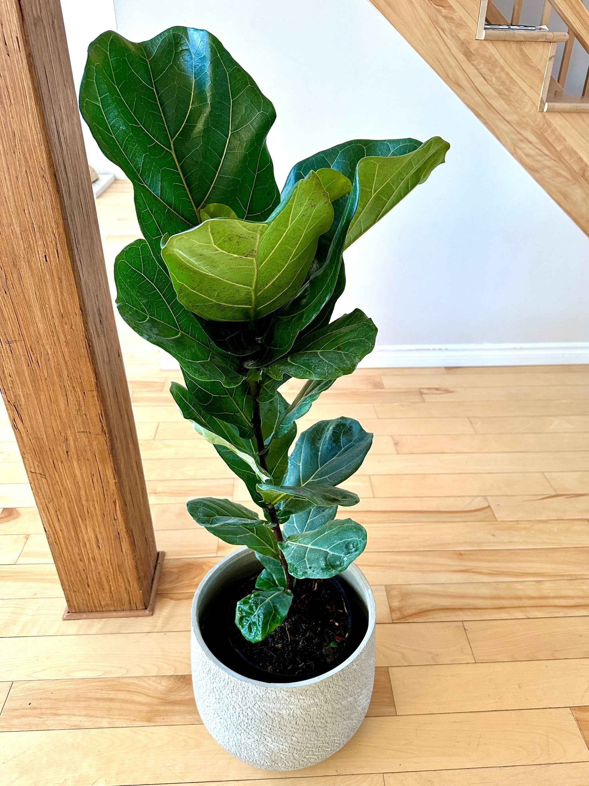ficus lyrata