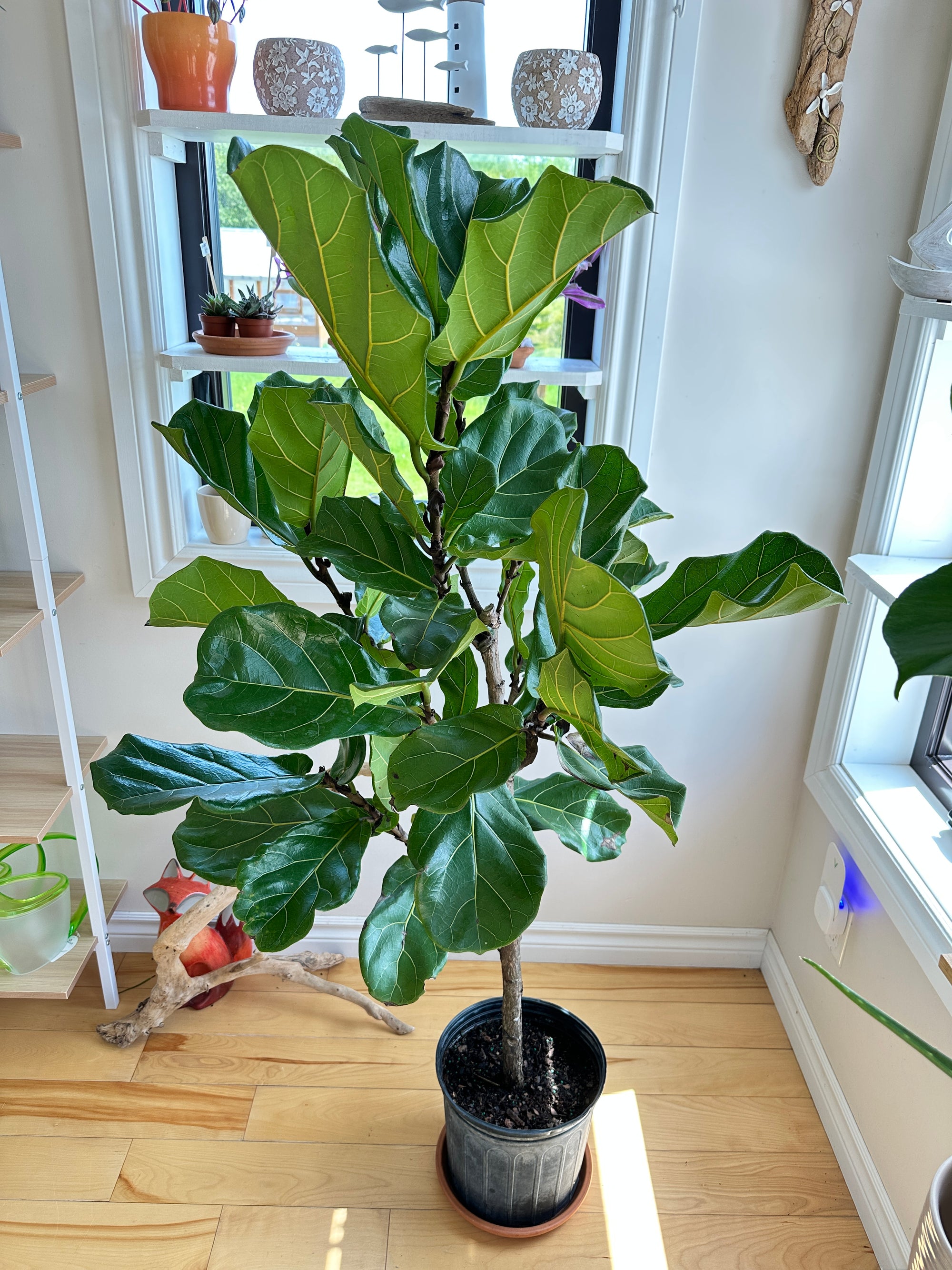 Ficus Lyrata