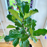 Ficus Lyrata