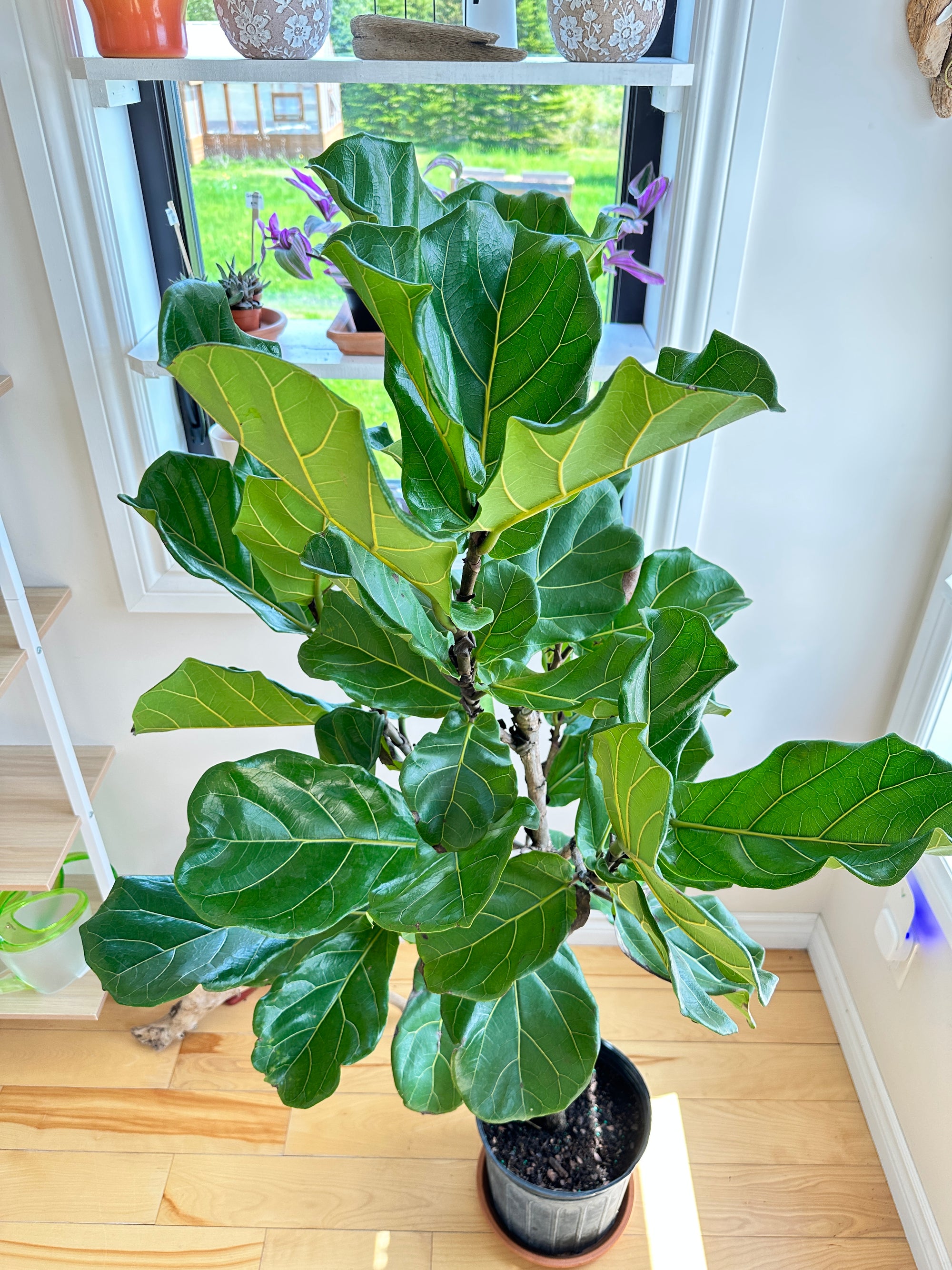 Ficus Lyrata