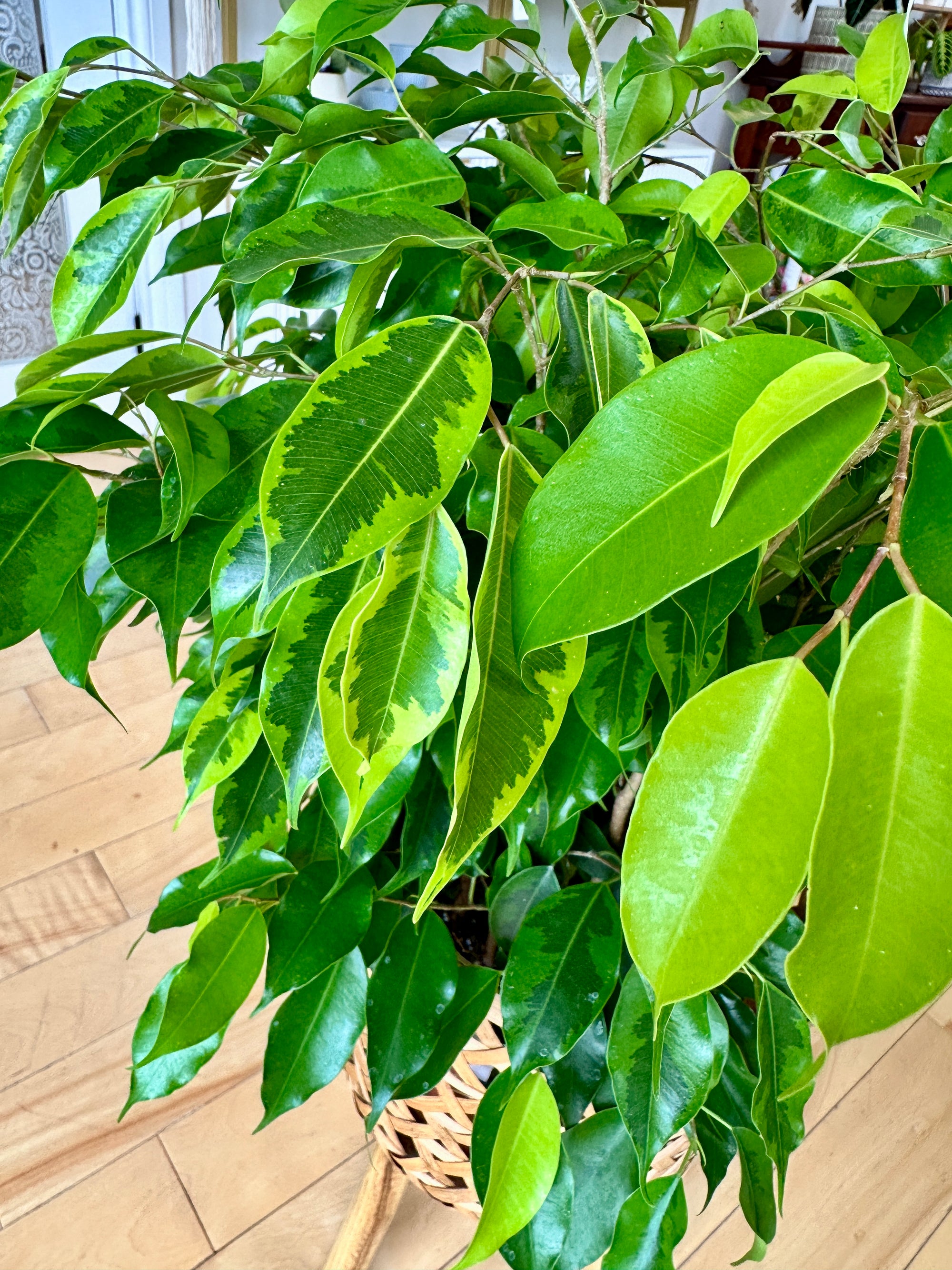 ficus benamina margarita.