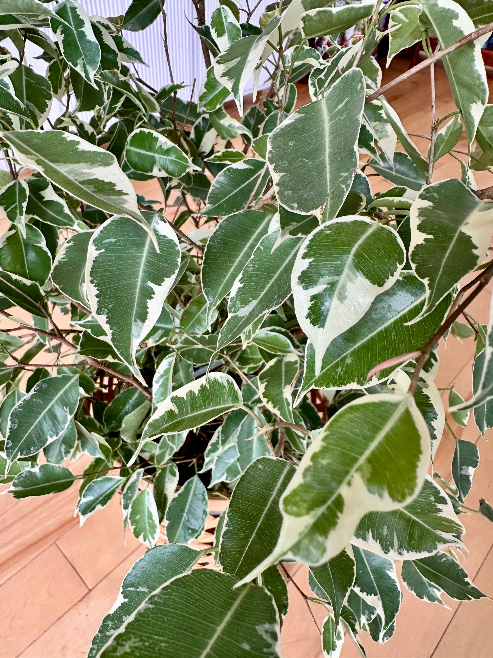 ficus benjamina starlight