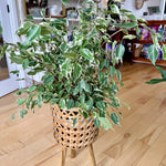 ficus benjamina starlight