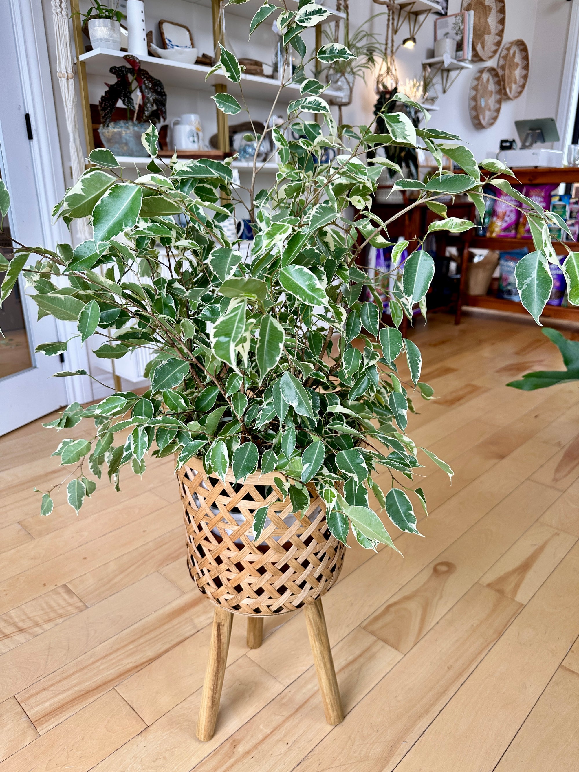 ficus benjamina starlight
