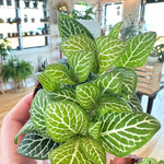 fittonia nerve plant