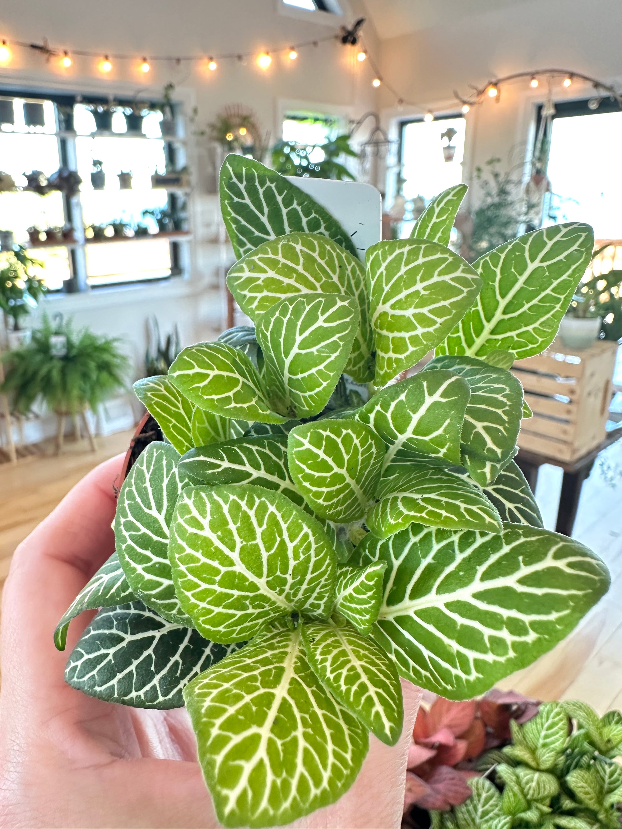 fittonia nerve plant