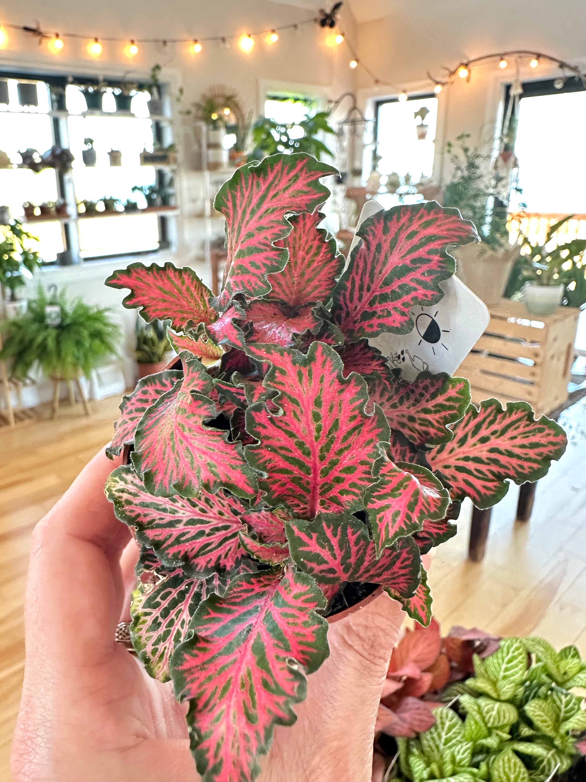 fittonia nerve plant