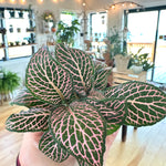 fittonia nerve plant