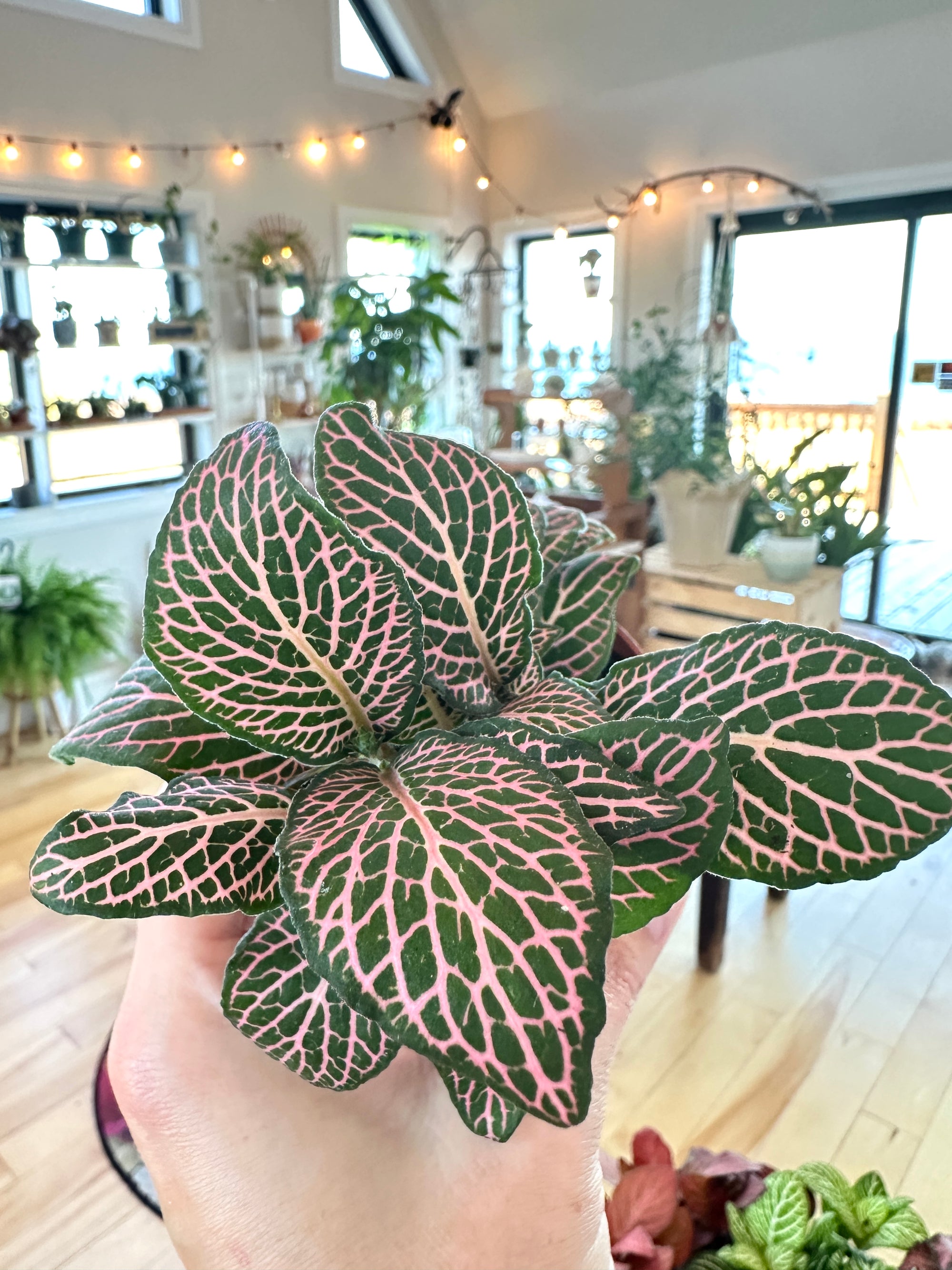 fittonia nerve plant