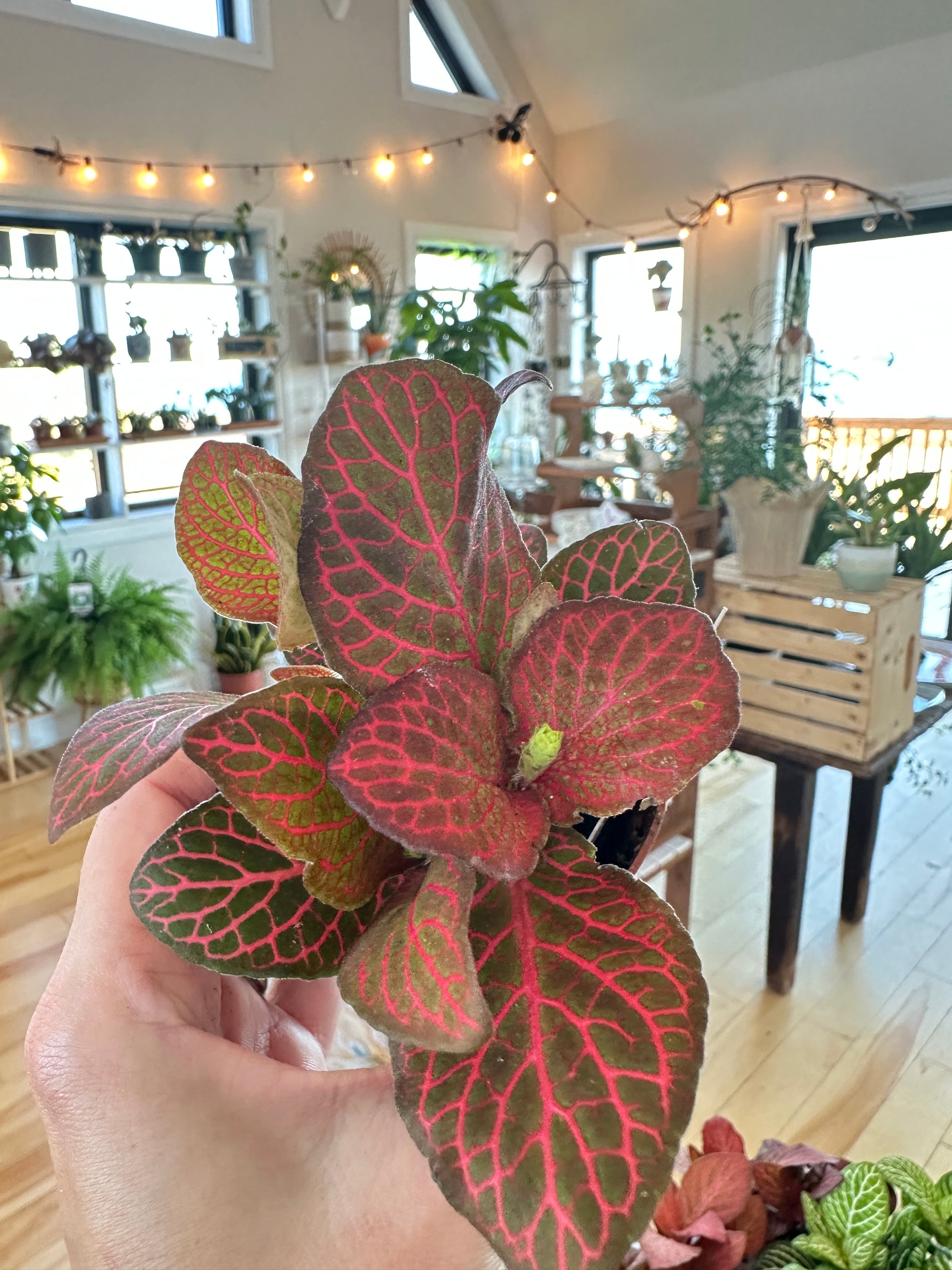 fittonia nerve plant