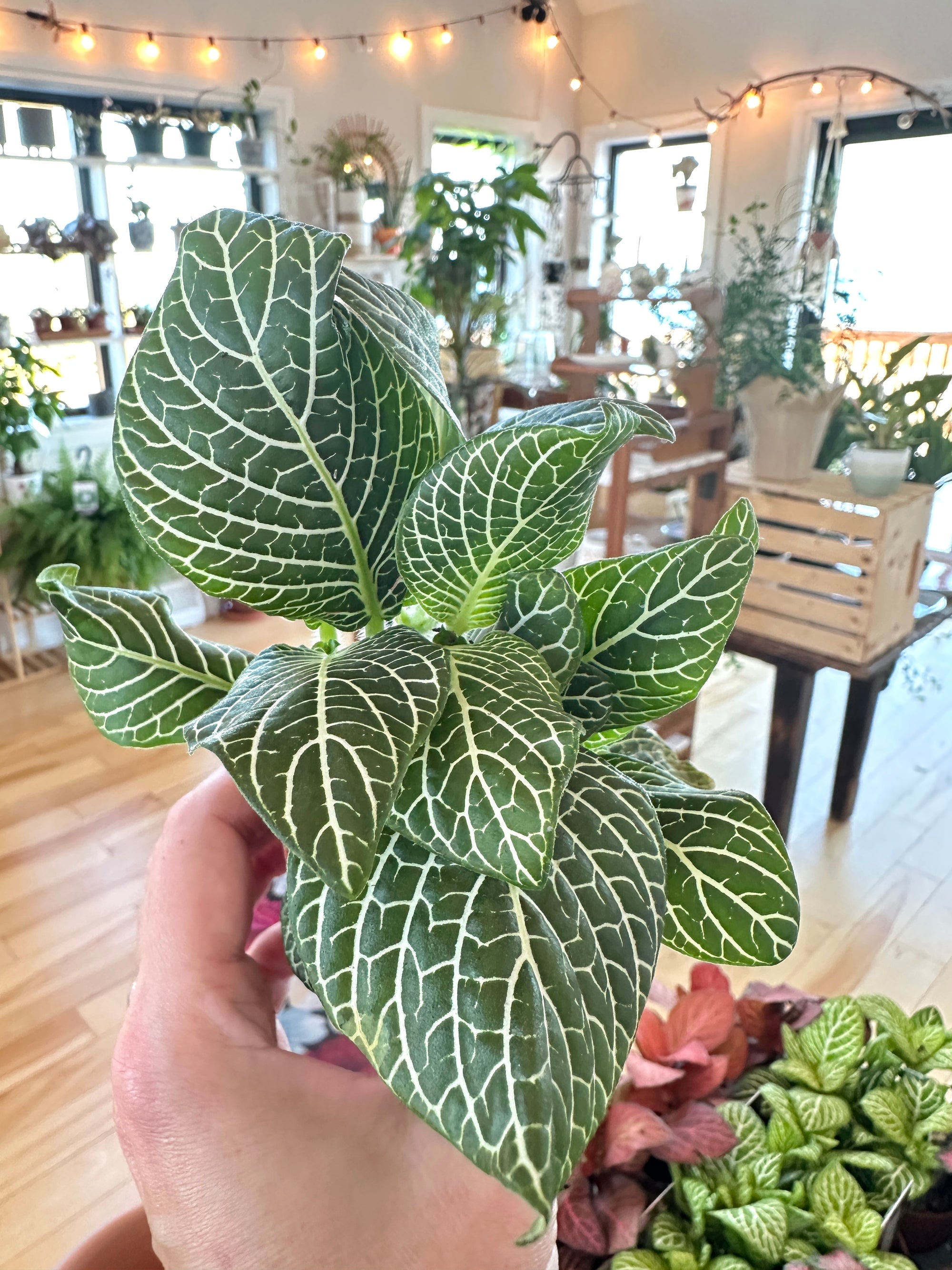 fittonia nerve plant