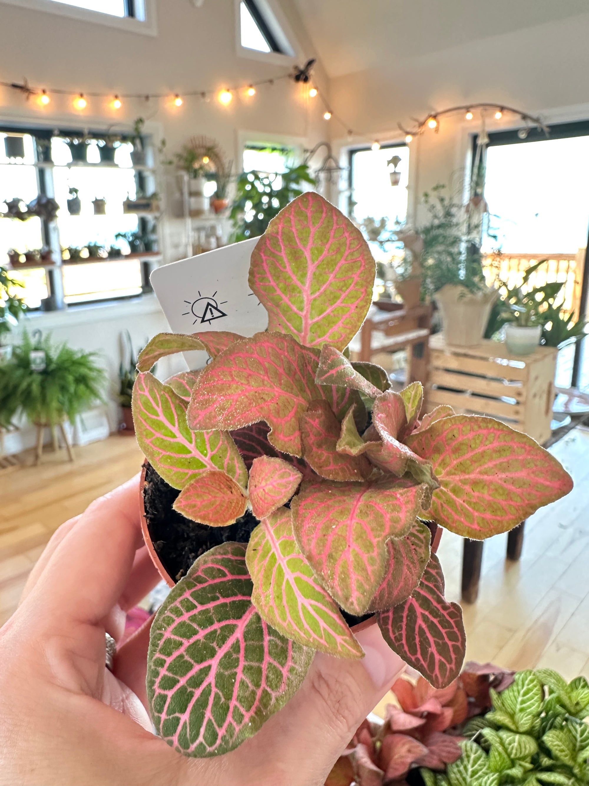 fittonia nerve plant