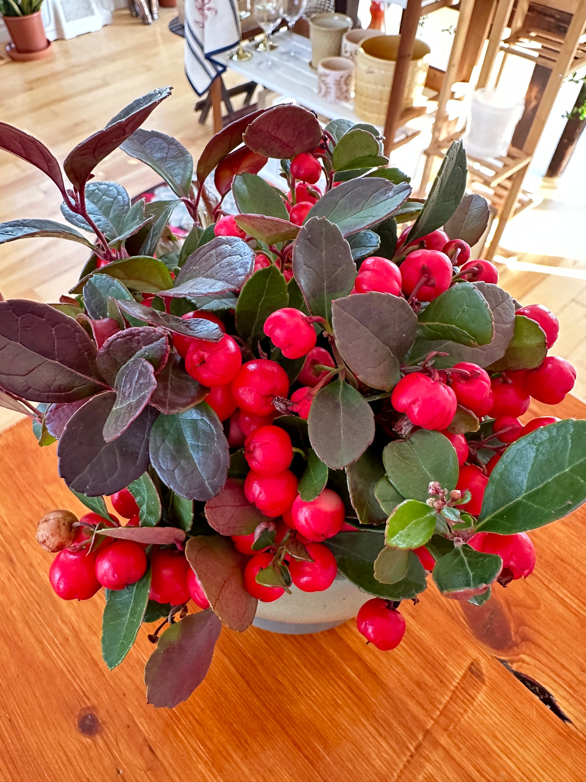 gaultheria procumbens wintergreen thé des bois