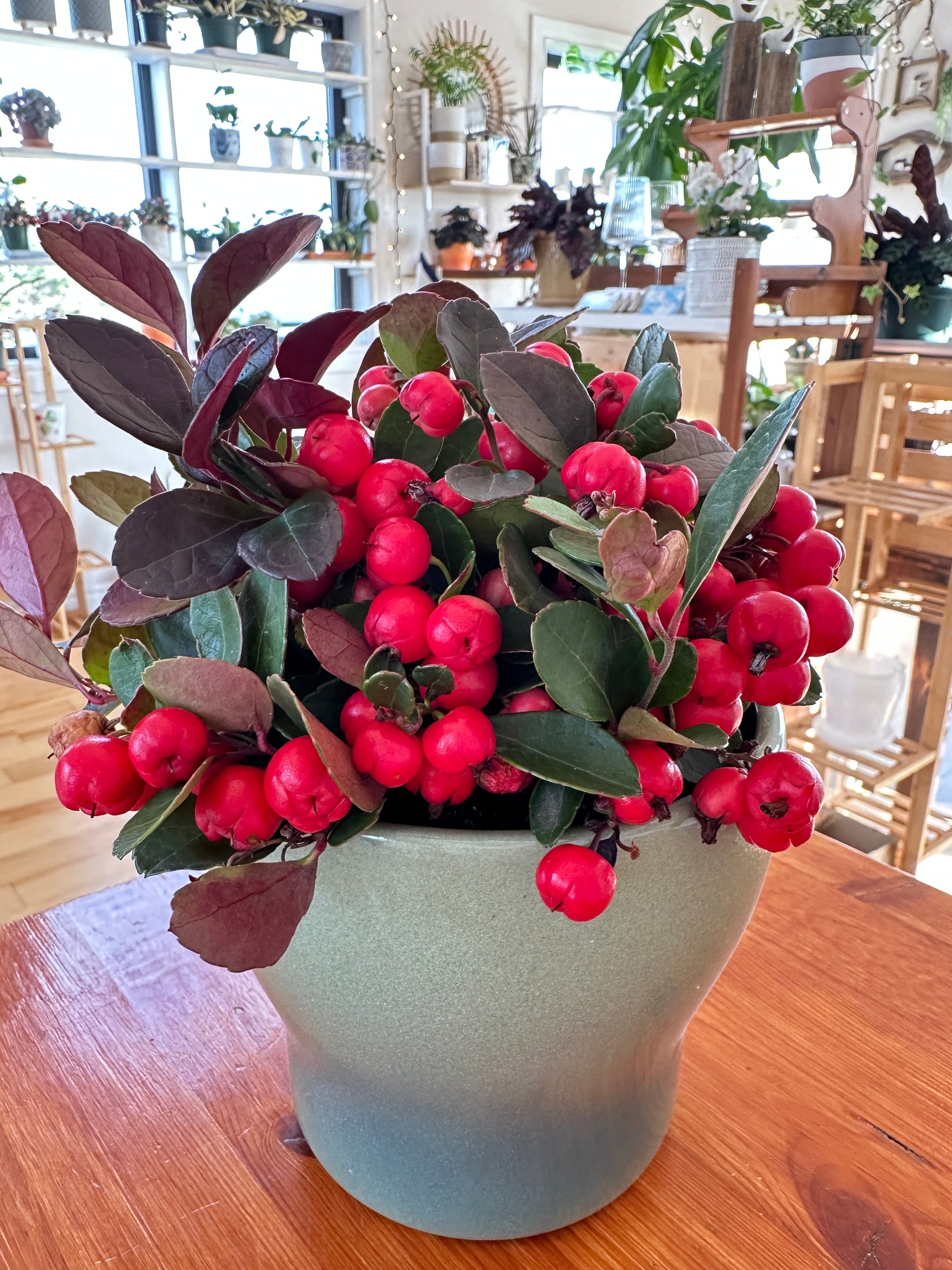 gaultheria procumbens wintergreen thé des bois
