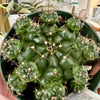 gymnocalycium damsii