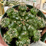 gymnocalycium damsii
