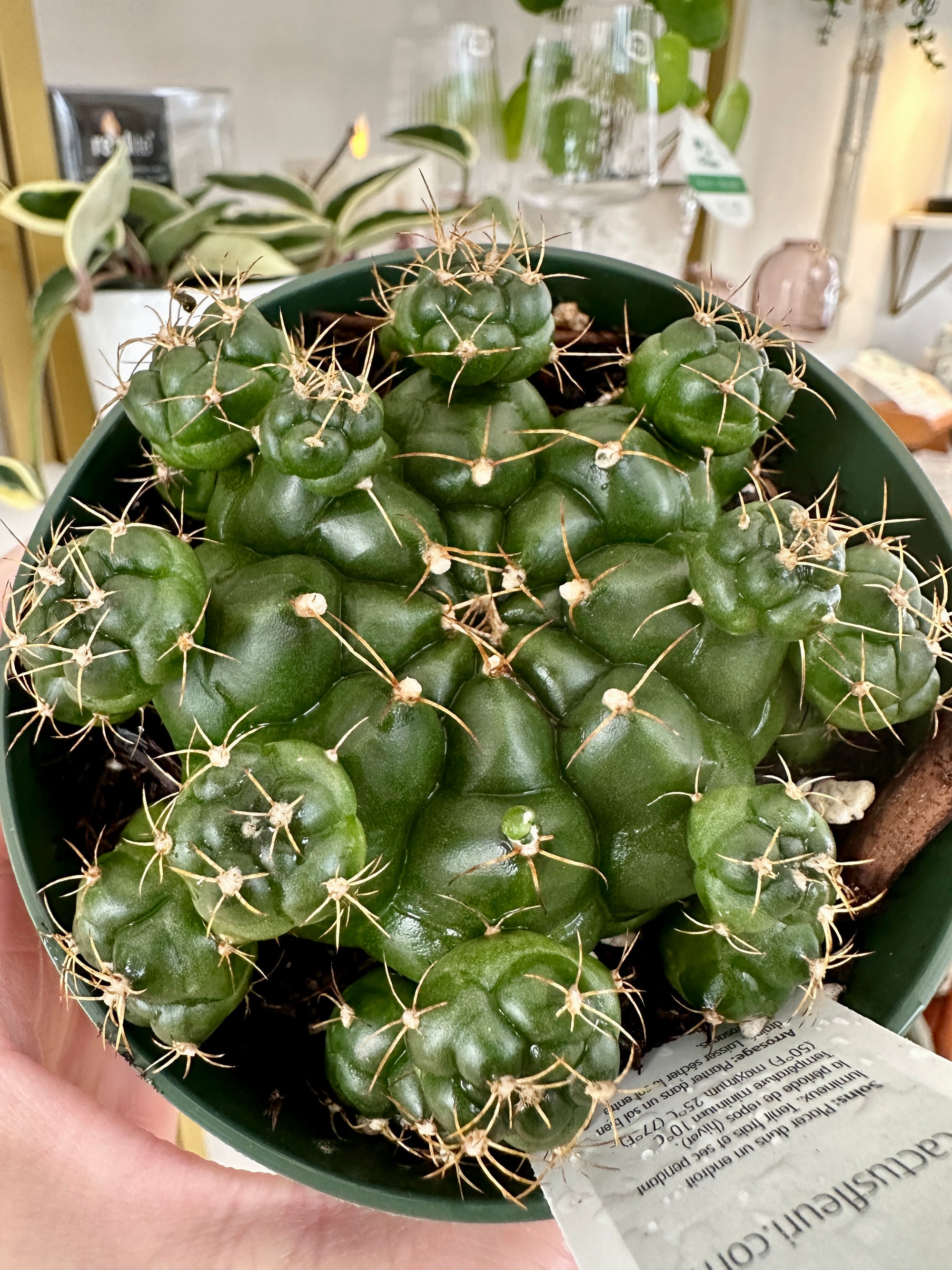 gymnocalycium damsii