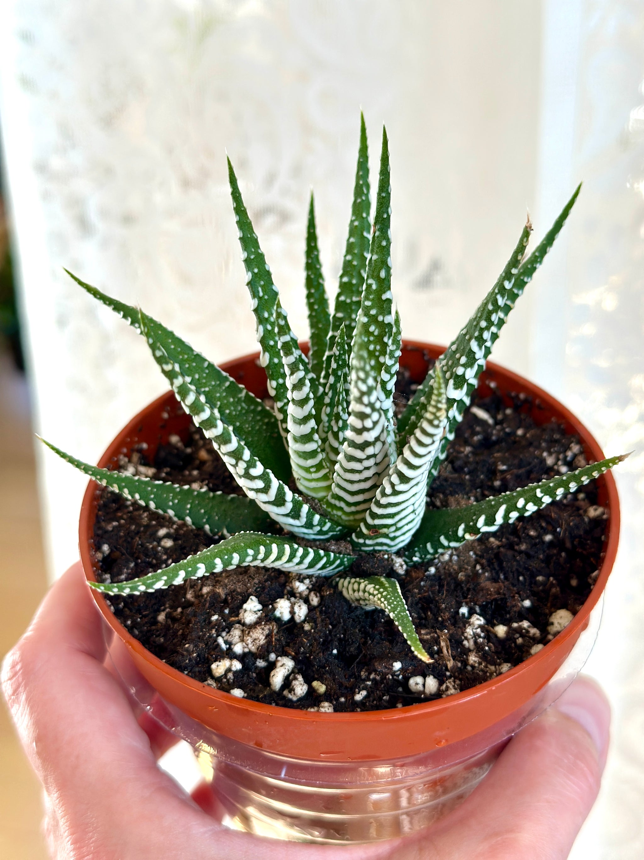 Haworthia Super White houseplant