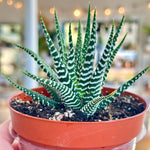 Haworthia Super White houseplant