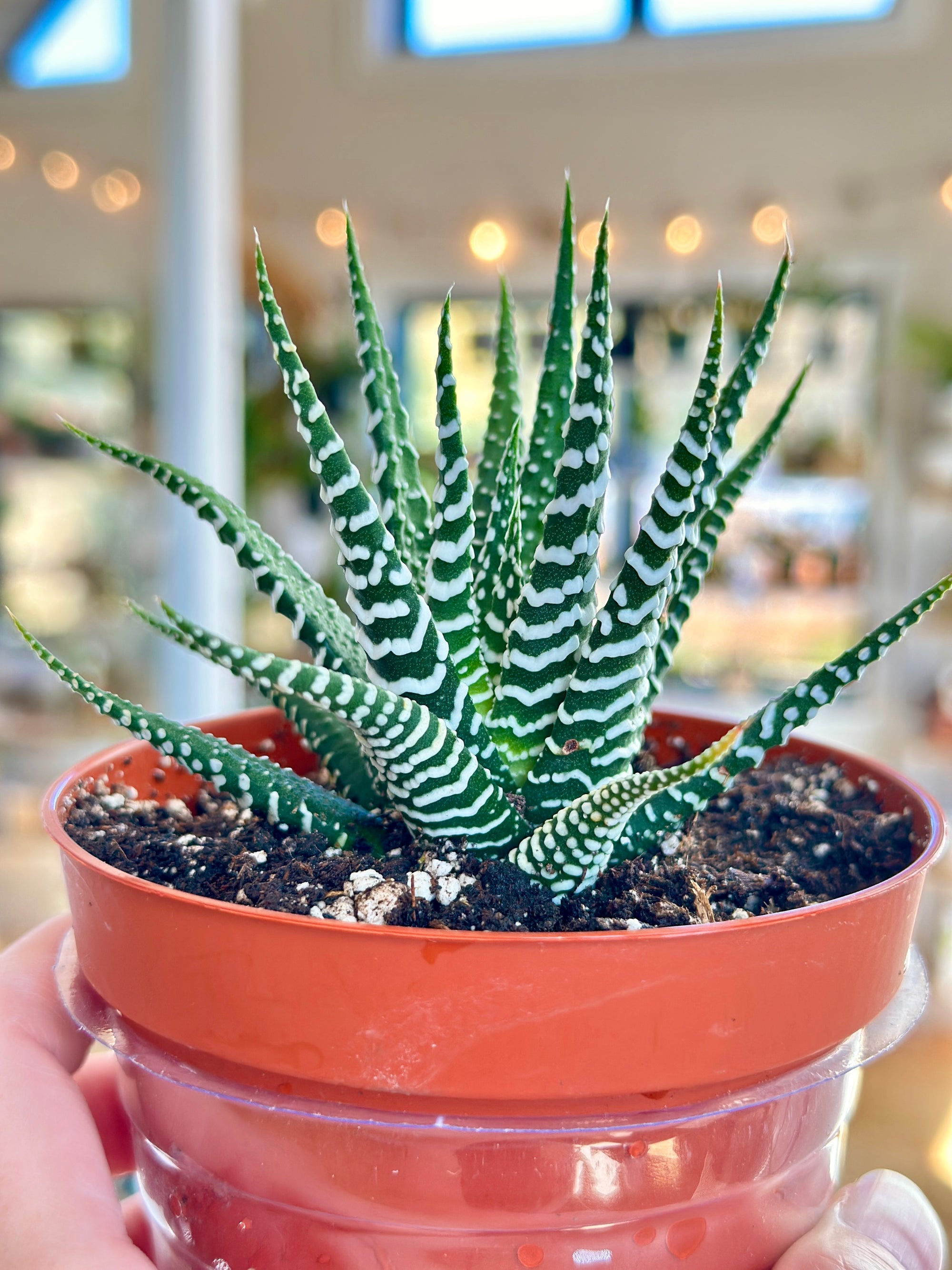 Haworthia Super White houseplant