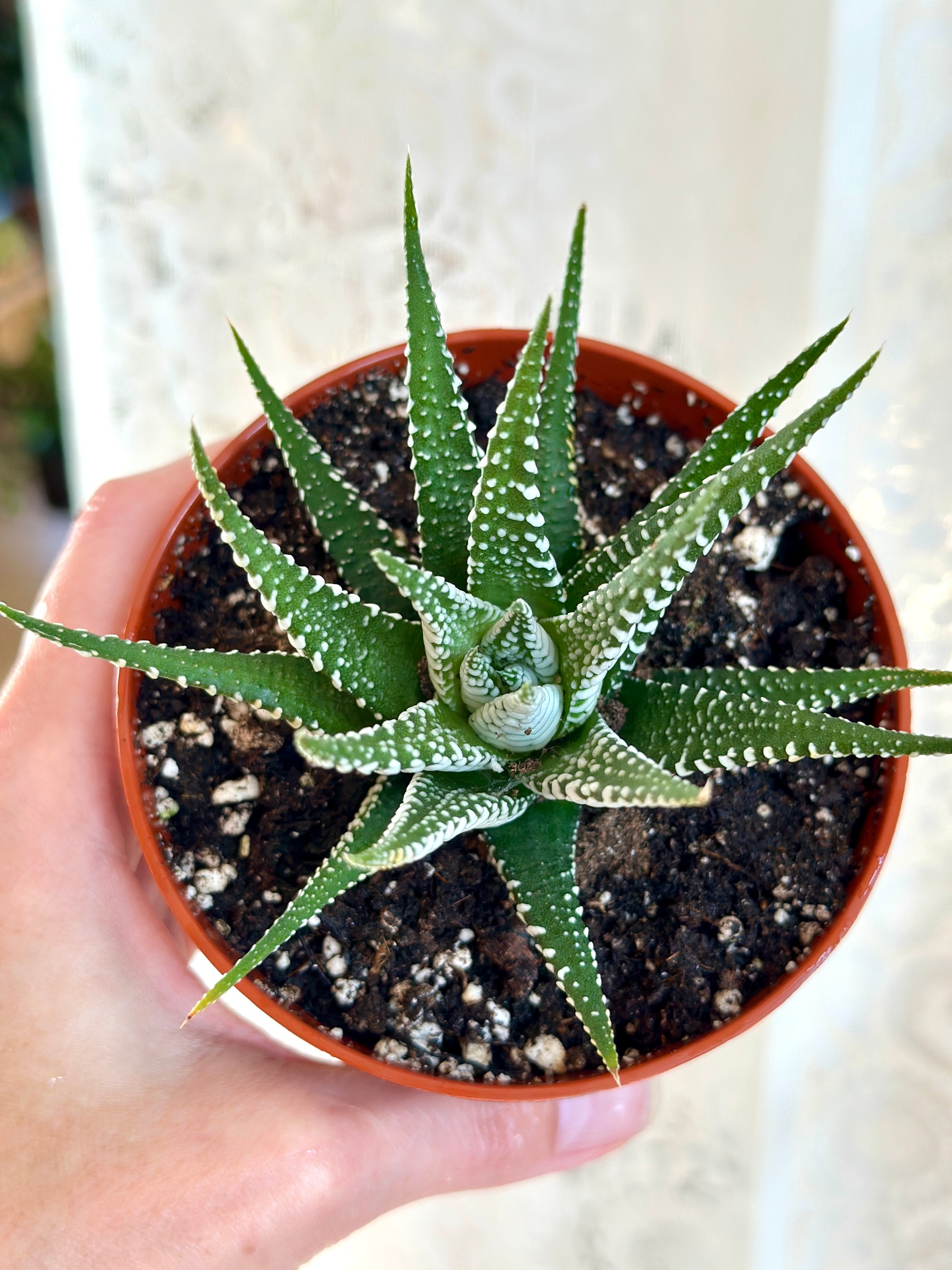 Haworthia Super White houseplant