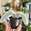 Hildewintera colademononis – Cactus queue de singe