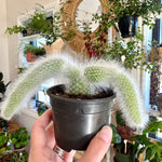 Hildewintera colademononis – Cactus queue de singe