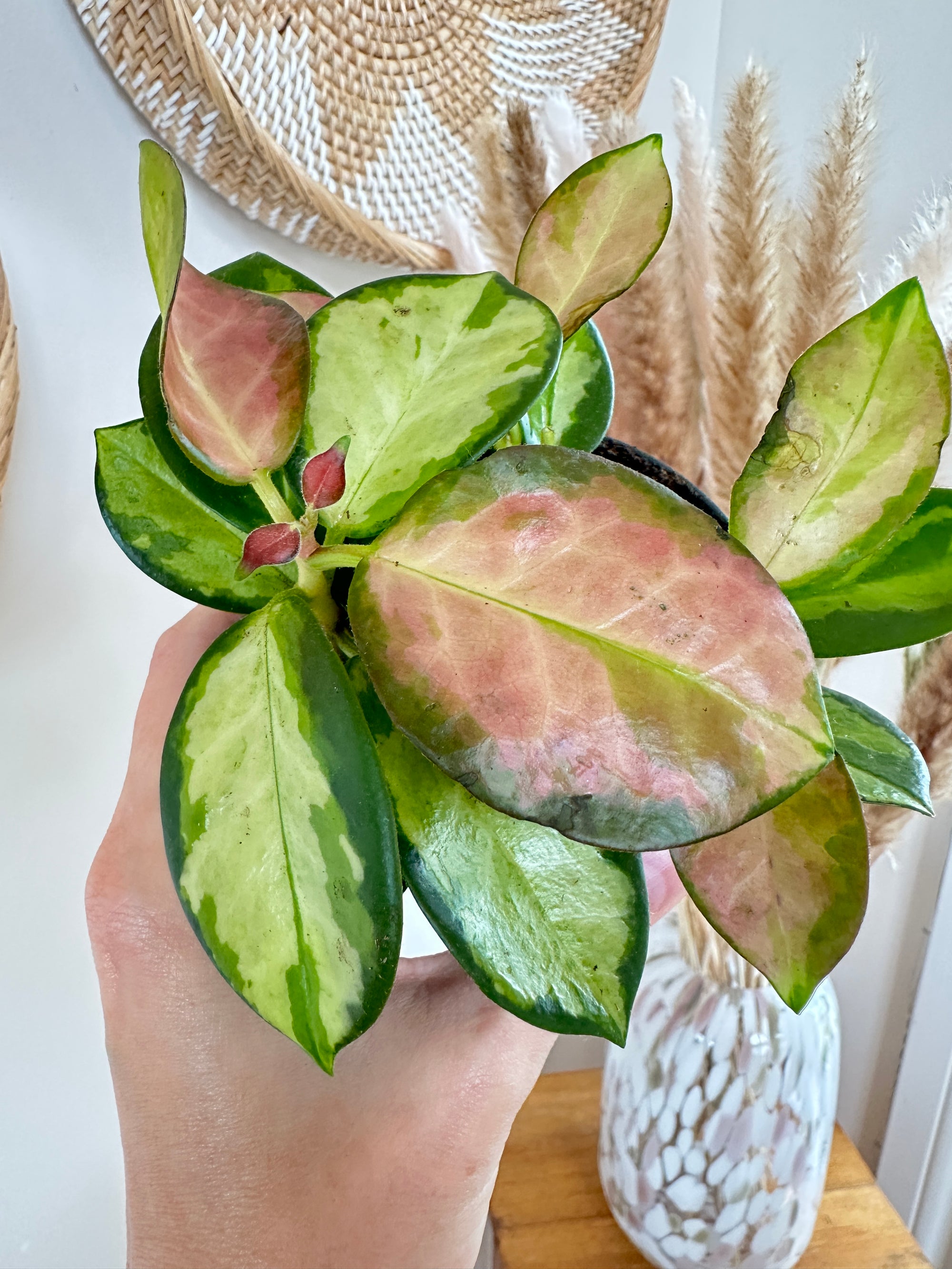 hoya australis lisa
