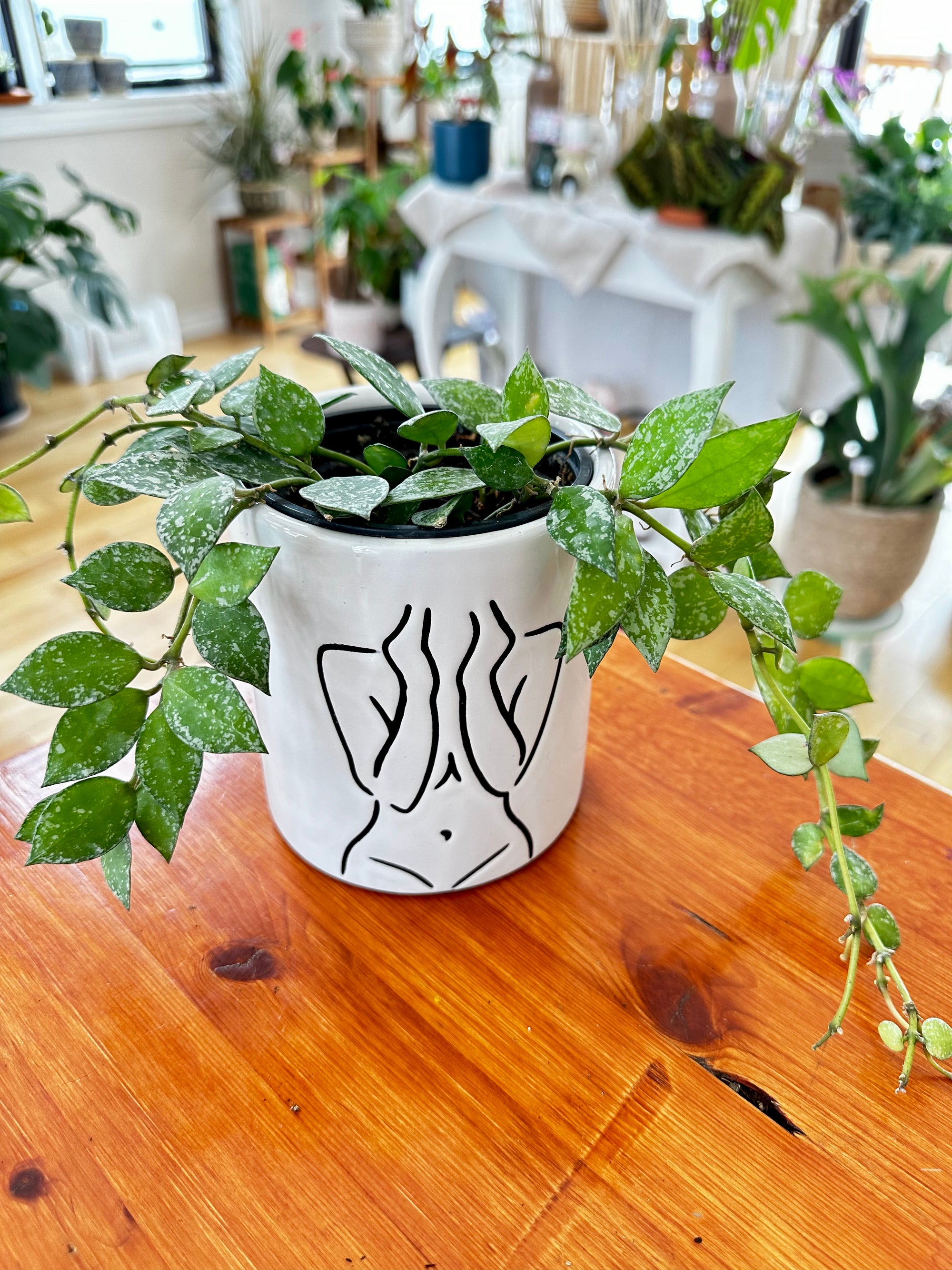 hoya krohniana Splash
